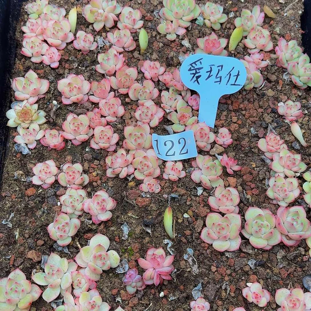 多肉植物多肉植物122