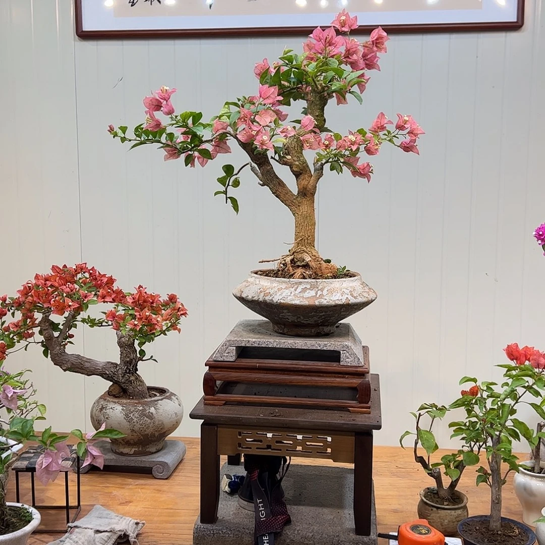 无花朵三角梅品种盆景桩