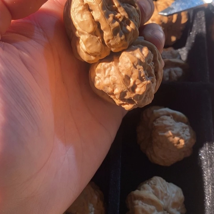 文玩核桃把件蛤蟆头