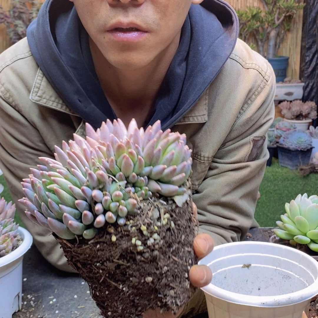 不****?F208号炫彩星多肉