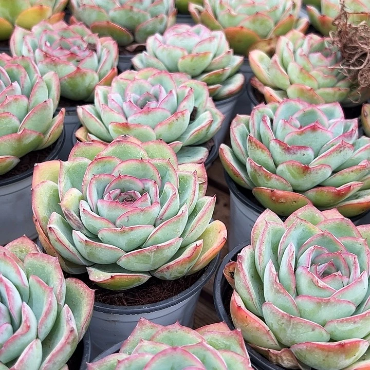 柠檬晨露     福利多多