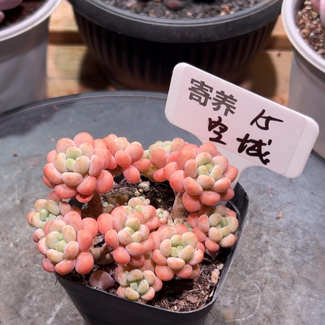 ゆ***i鱼子酱，一物一拍。