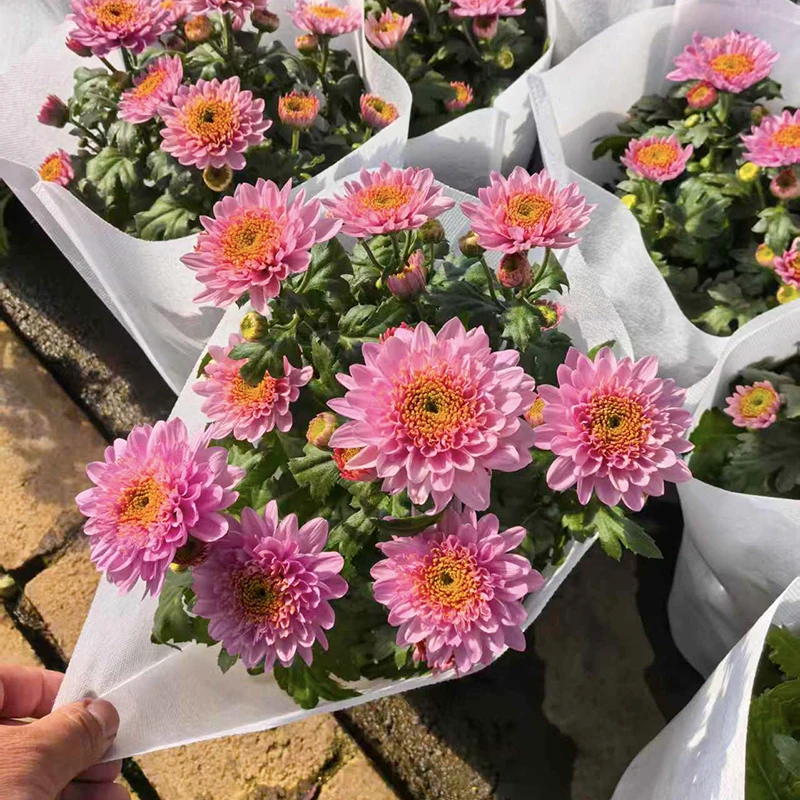 南农烟霞小雏菊(花型大 颜值高)庭院阳台开花植物
