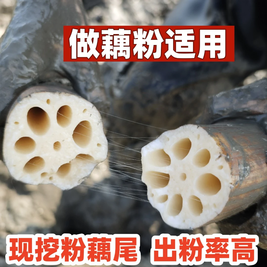 湖北正宗洪湖莲藕粉藕尾巴藕粉用粉藕后把5斤包邮现挖现发