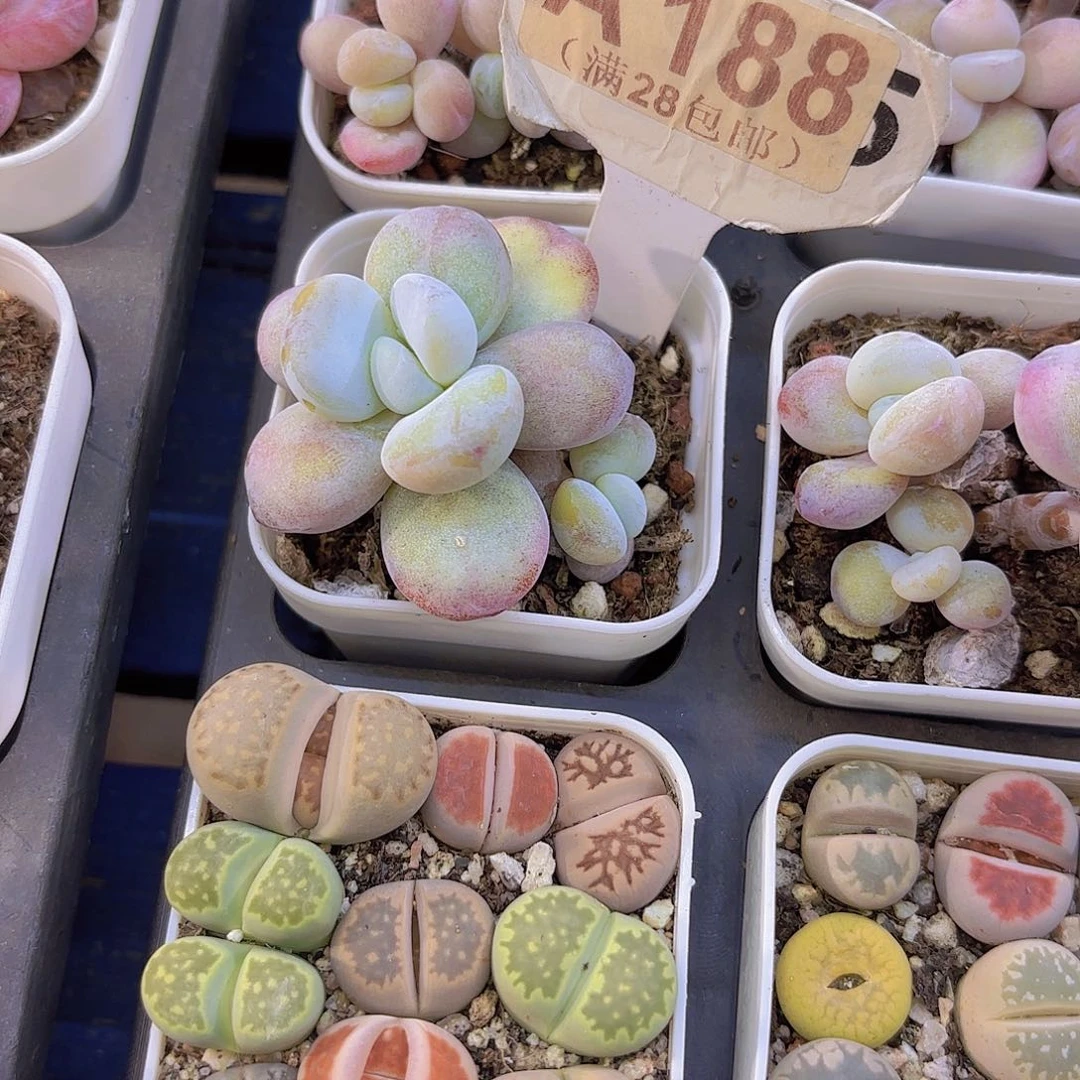 A188雪美人一物一拍