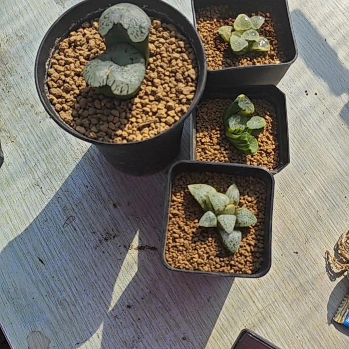4颗多肉含一颗赠送