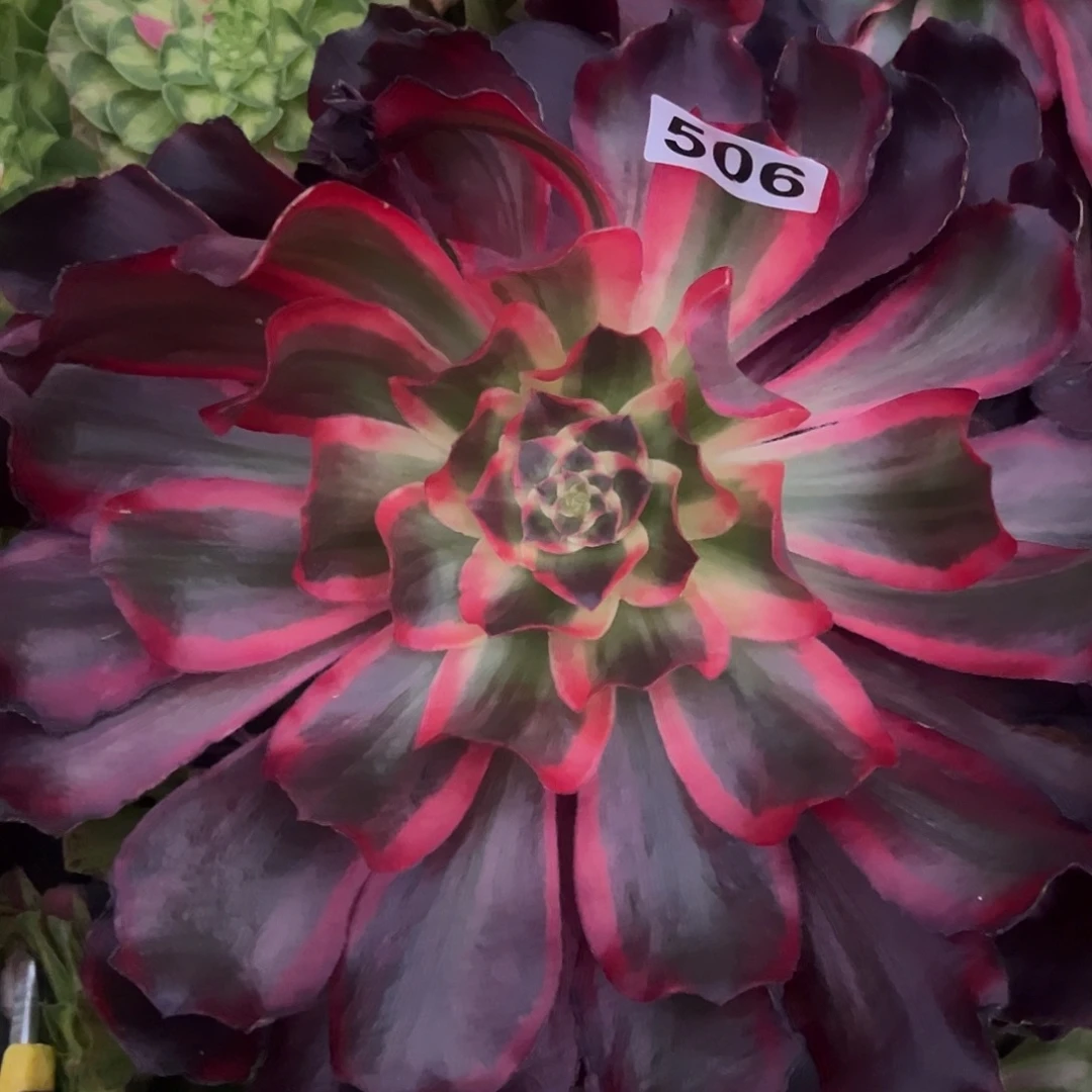 精品多肉植物506红魔女