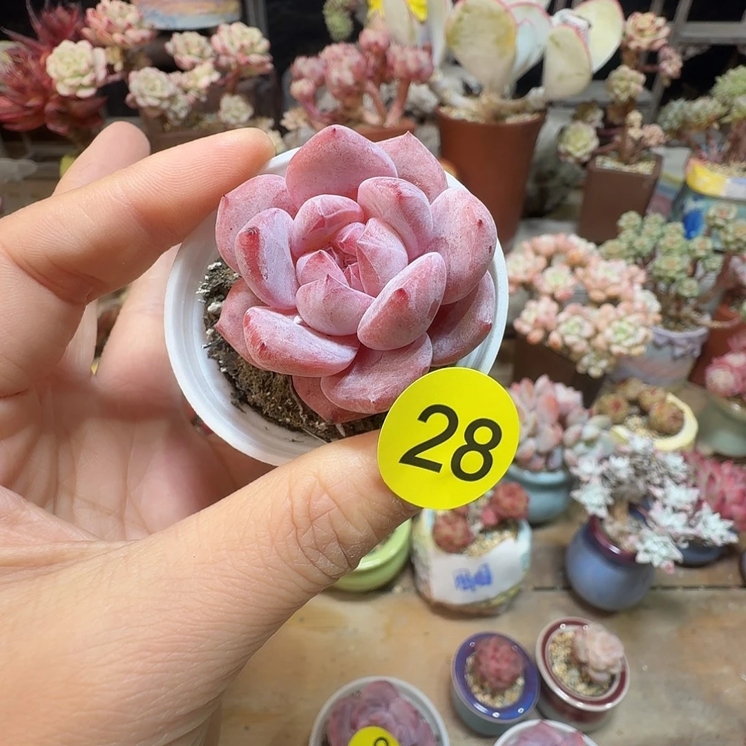 28脱土哈哈哈哈哈哈