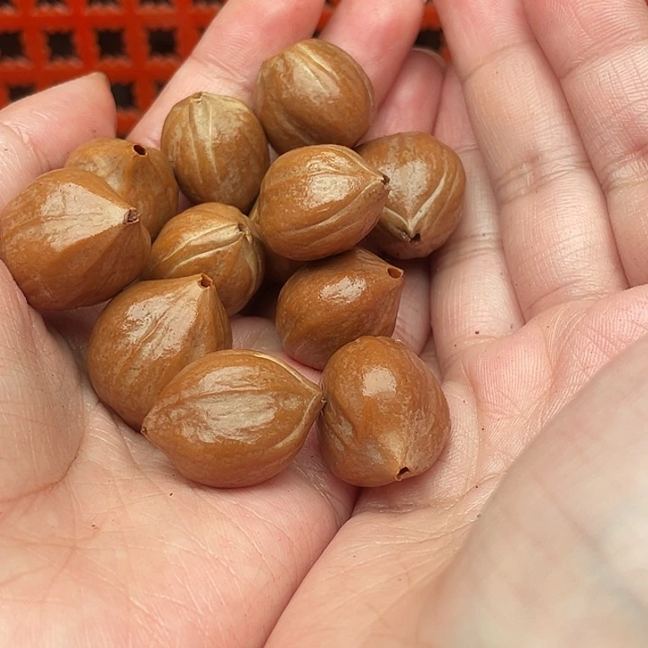 玉***风橄榄核手串/手链橄榄