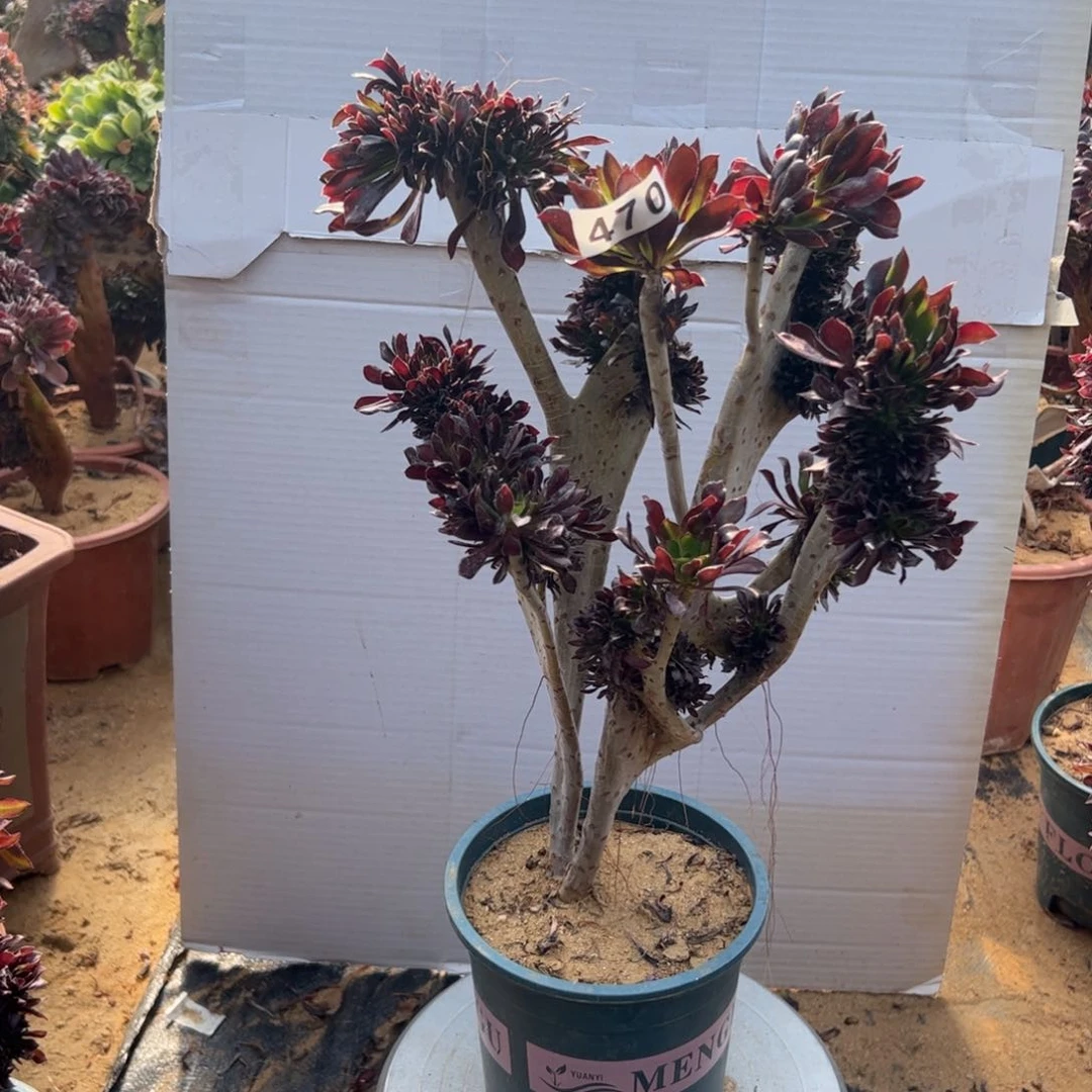 黑缀有伤470高37