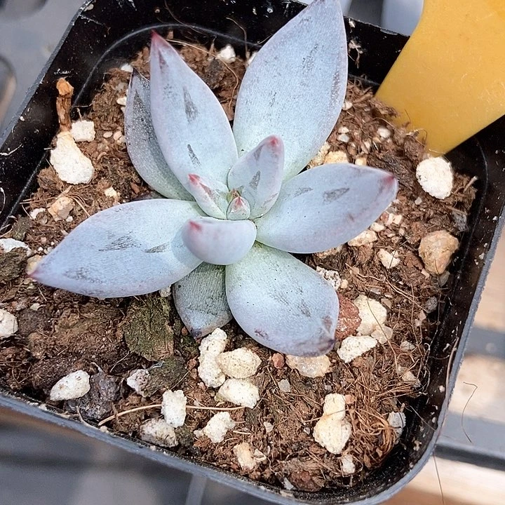 ～***～多肉植物魔爪2101