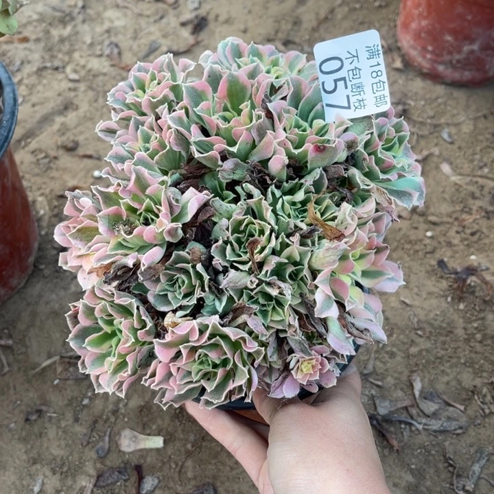 057白凤绣球1号棚
