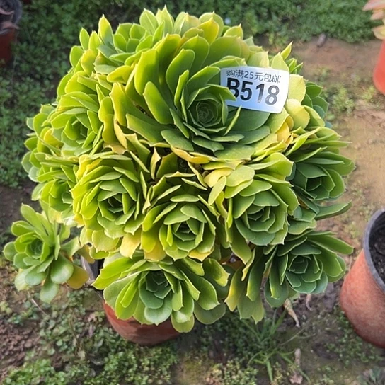 清*?一颗多肉法师植物