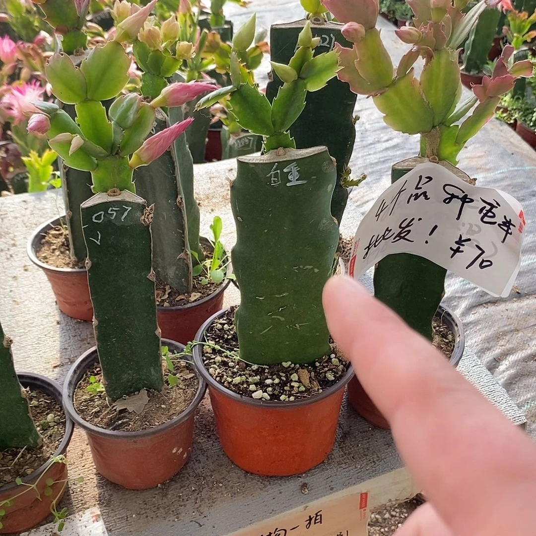 老***董全部花朵白色重半福利