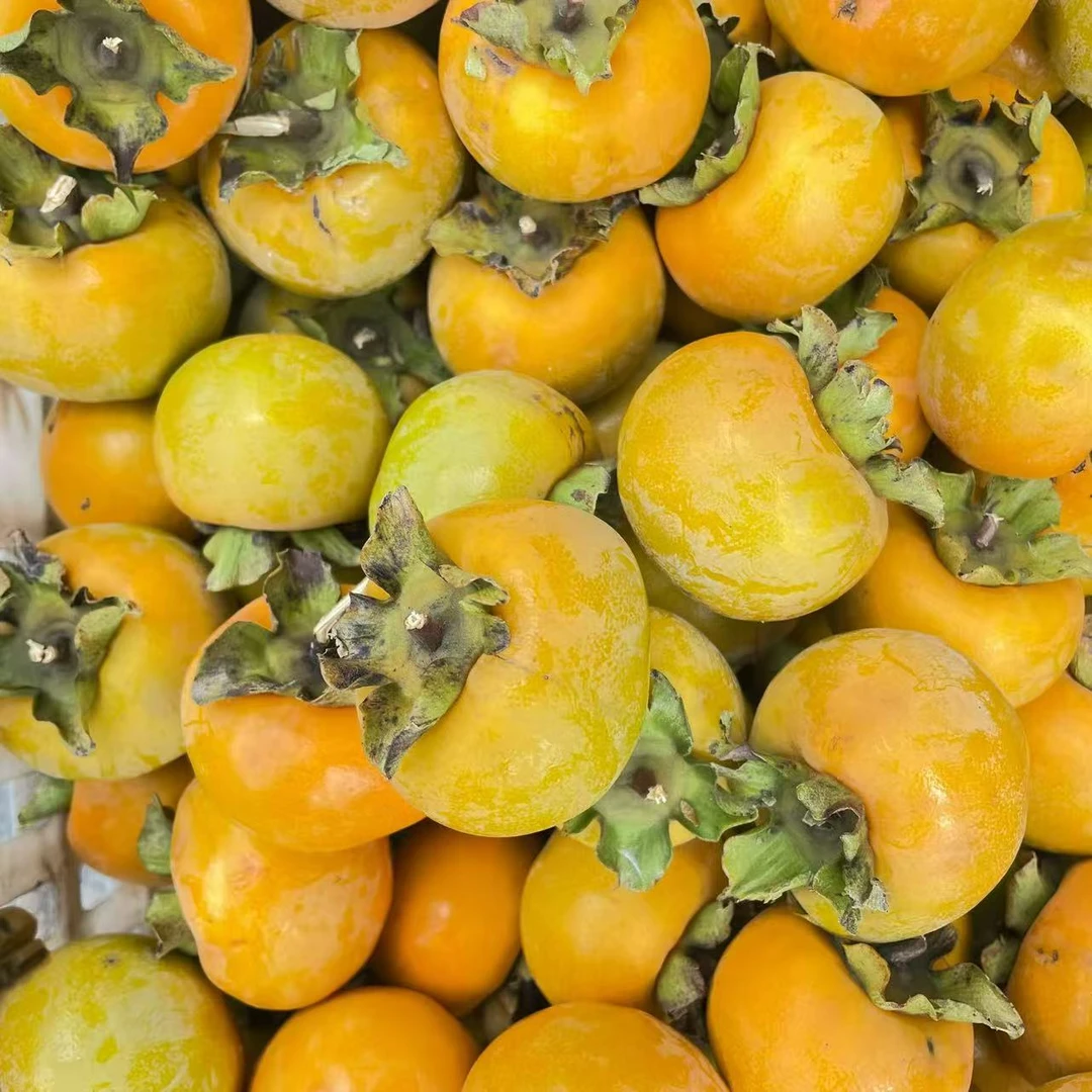 罗田錾字石甜柿农家现摘现发甜脆柿子（老树品种个头不大介意慎拍）