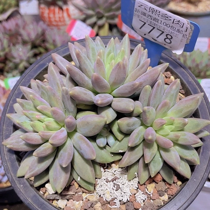 7778水晶球。