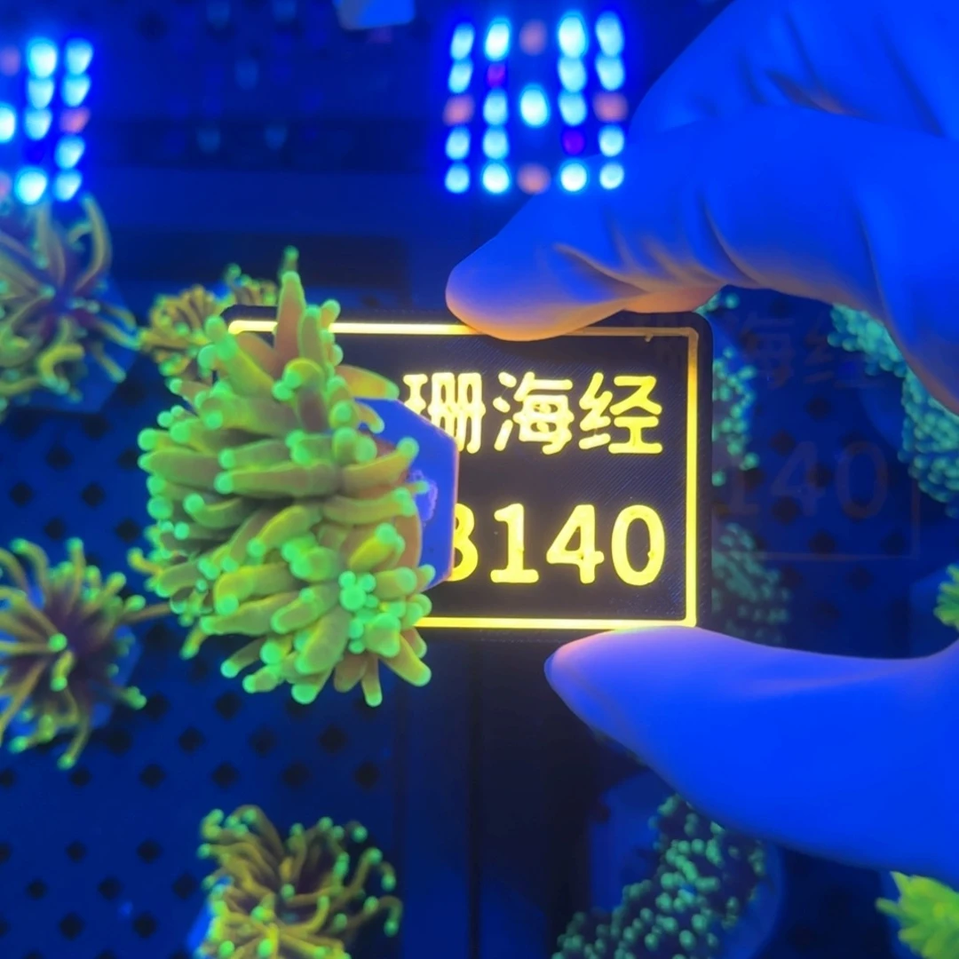 纽扣珊瑚桀****年又又不包邮龙魂金B140