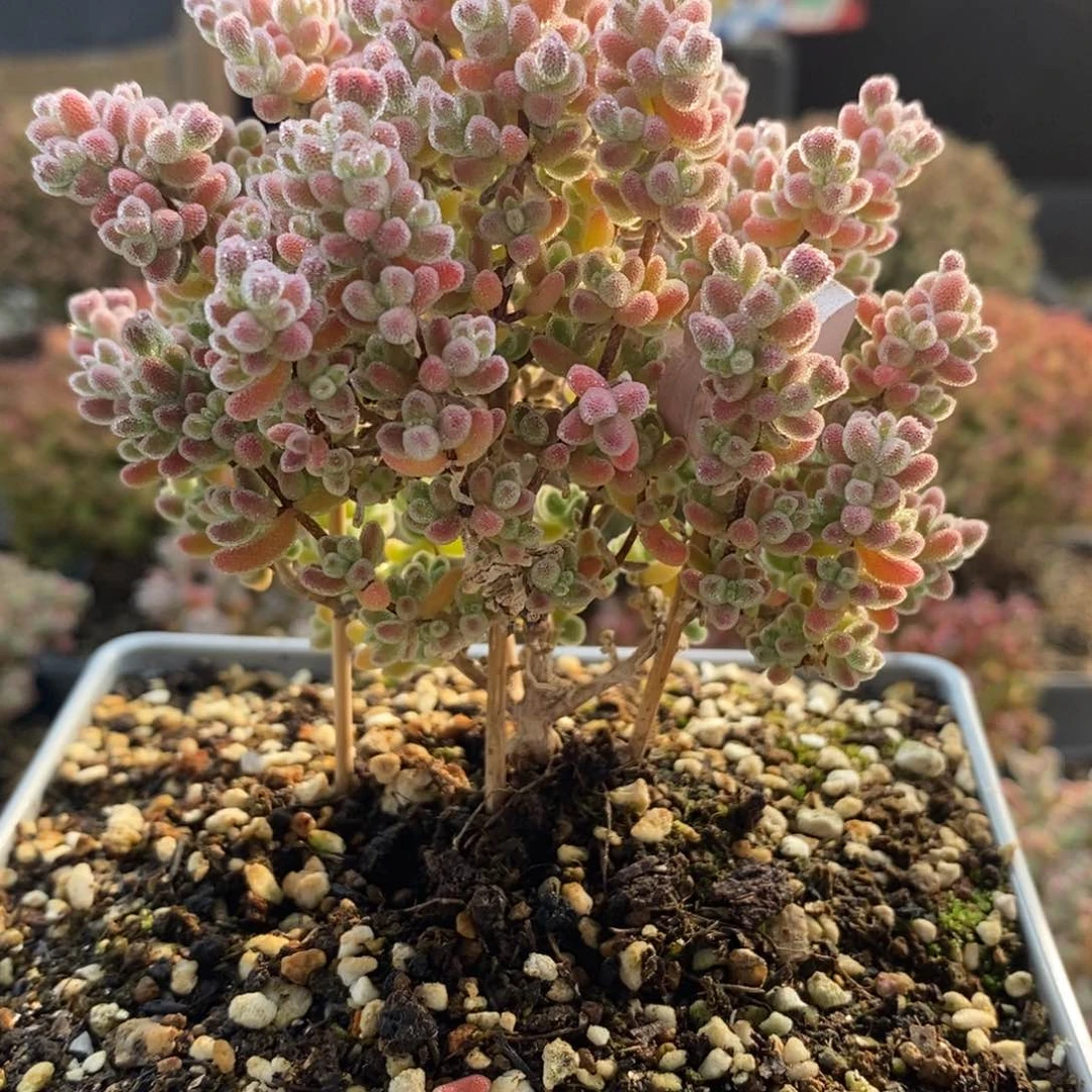 乐**飞优选冰晶4842枝干番杏