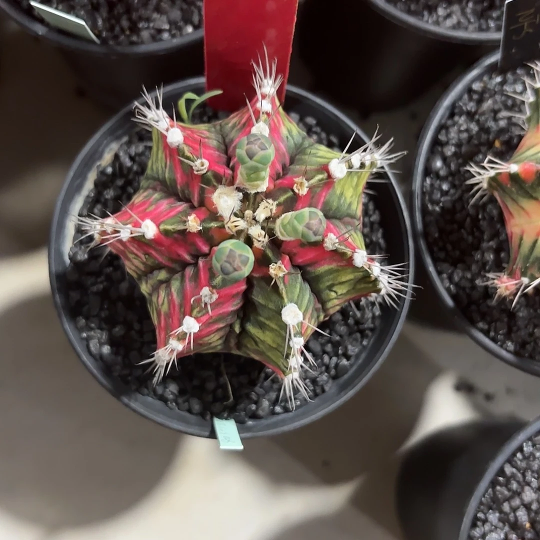 221-0929泰国发货didi