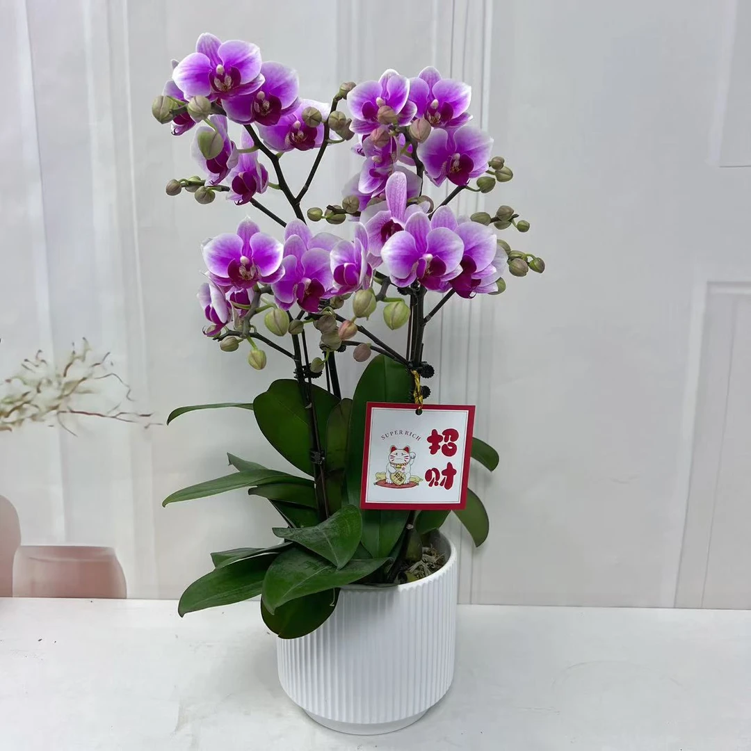 【第三名】植株高品質蝴蝶蘭基地直发种 植施肥观赏花卉