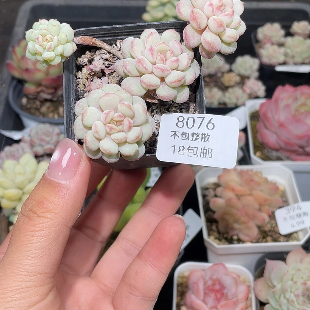 8076。 小红蛋。 不包整