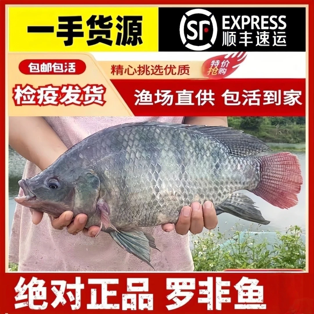 活体罗非鱼特大种罗非鱼脆肉罗非鱼3-5厘米观赏渔场发货