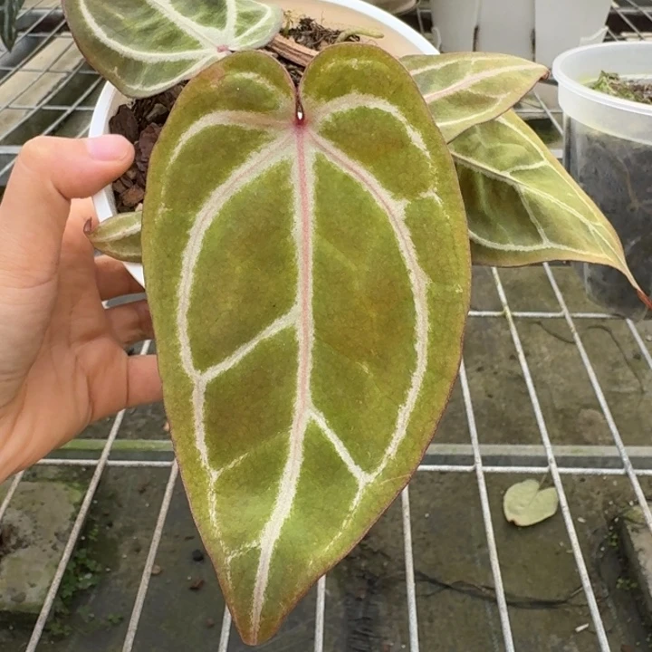 完全开放22号F2绝紫