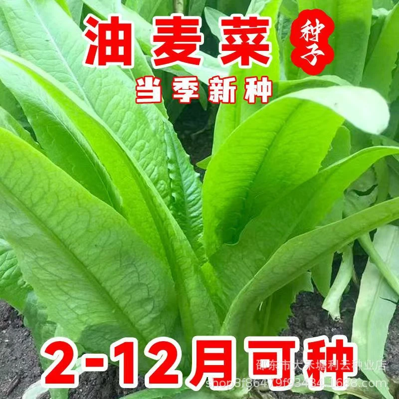 【全店满5包包邮】油麦菜种子  四季播种