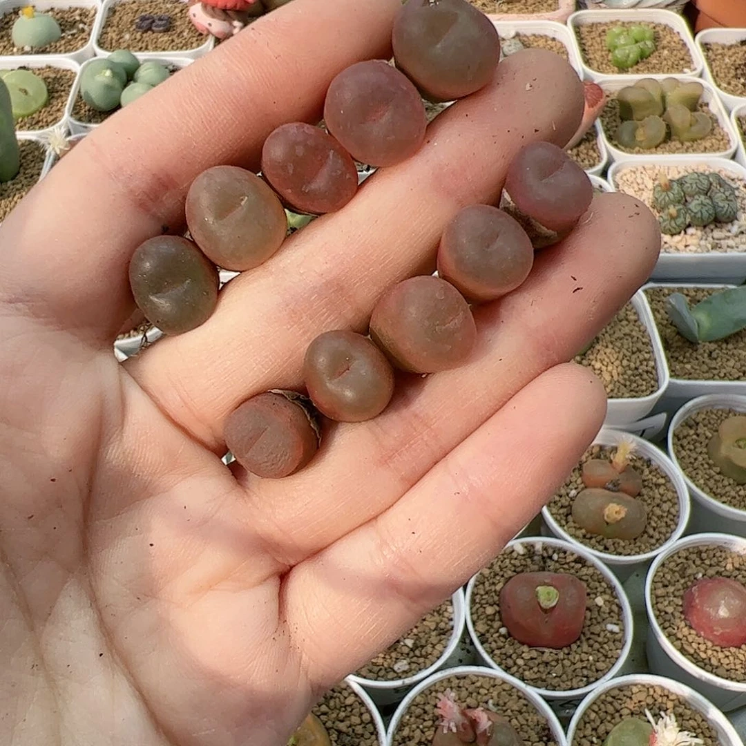 【闪购商品】340 超毛