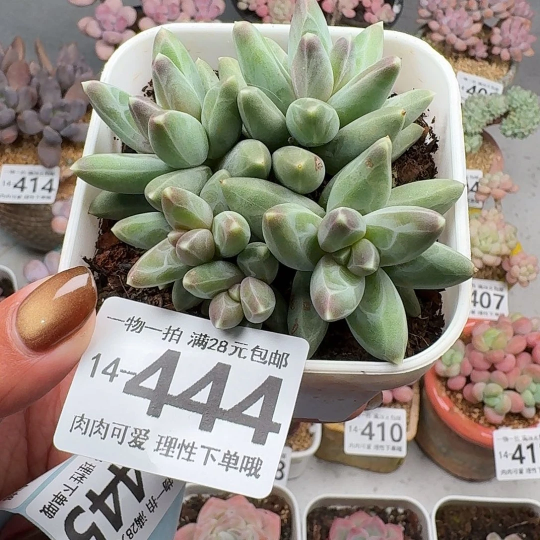 乌拉克拉无盆土发货无