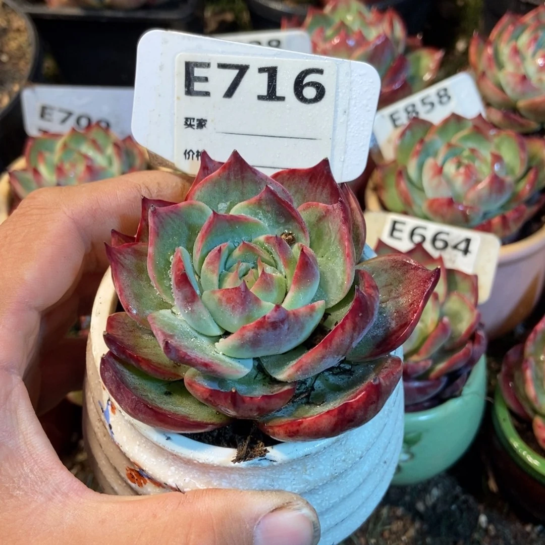 惊鸿一瞥716号楼多肉