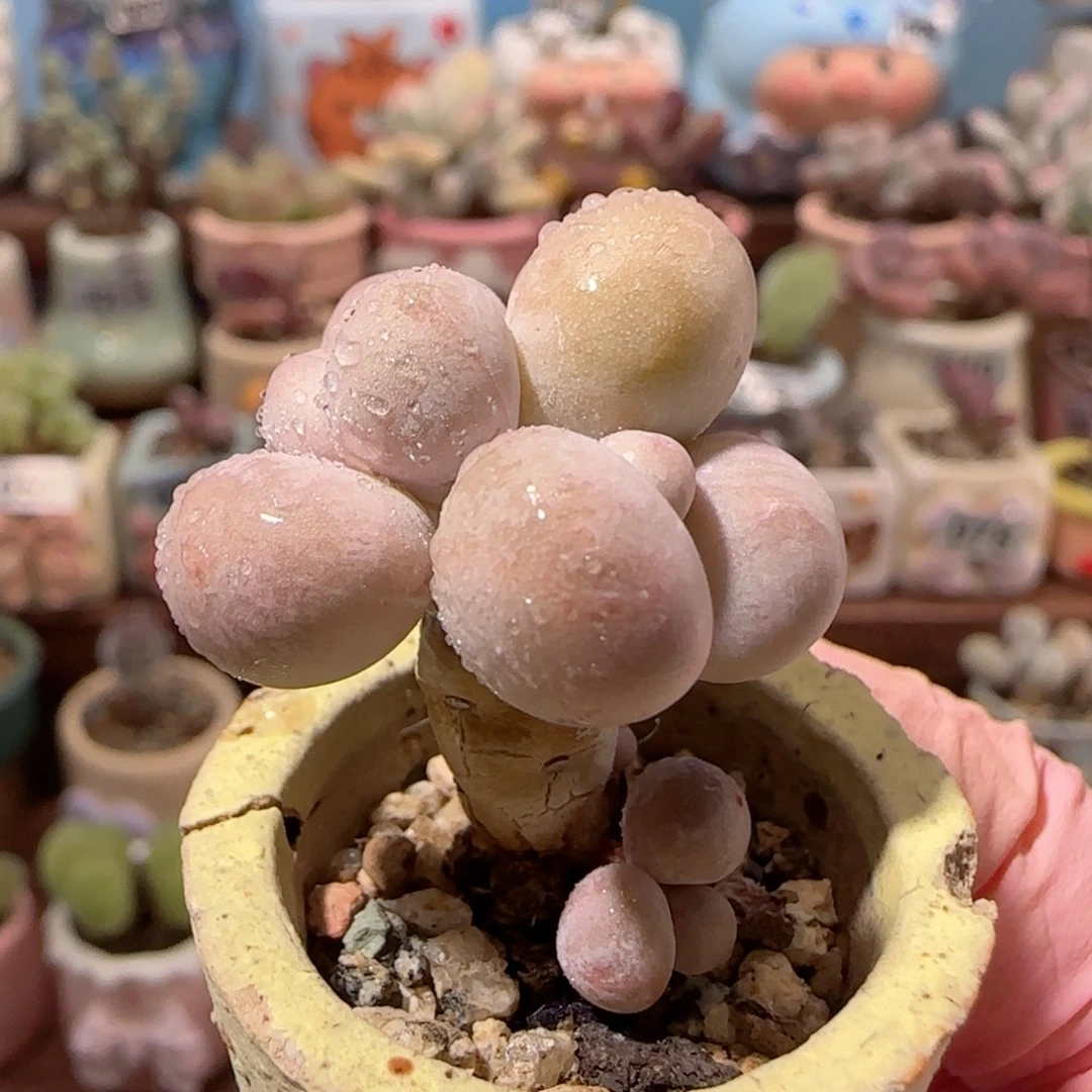 圆滚滚蛋黄奶 盆口2.5cm