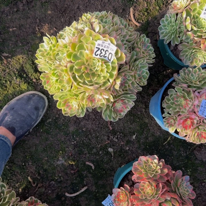 孔雀翎花25-17包邮花花