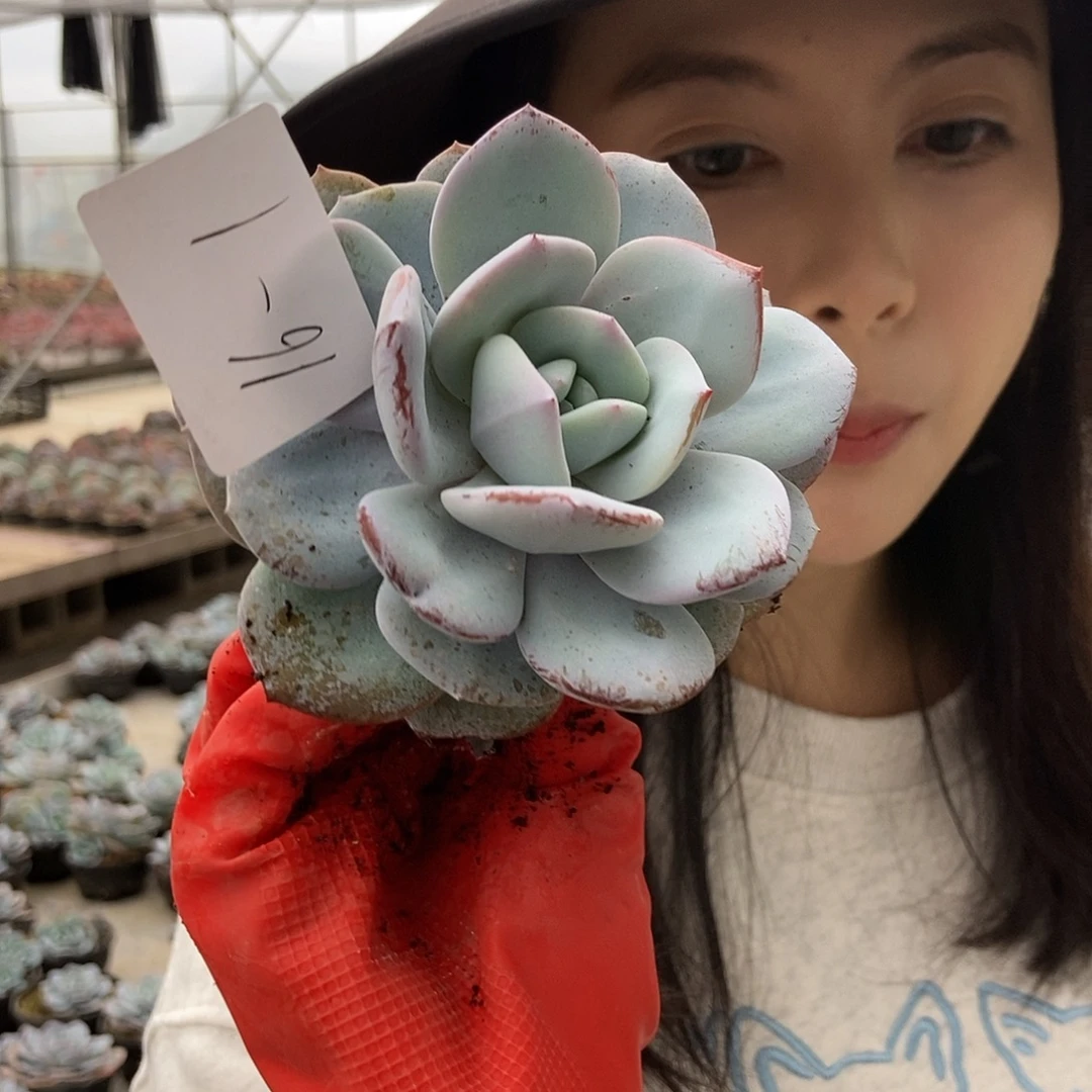 16-1奶茶单头控养小黑圆盆随机