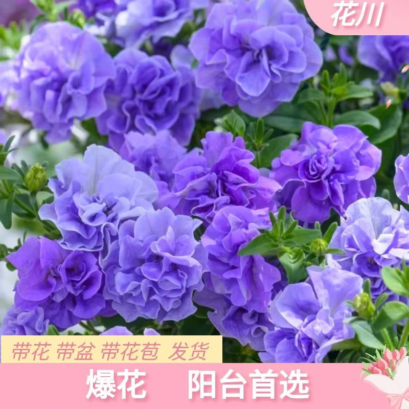 花川【矮牵牛】重瓣矮牵牛垂吊款大苗带花苞发货！苗情好！