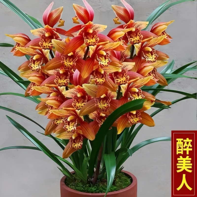 【醉美人】大花蕙兰醉美人花香兰花苗好养易活花卉绿植盆栽