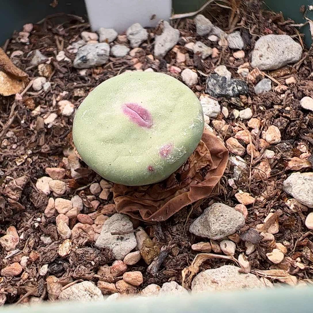 可带盆发……………………………