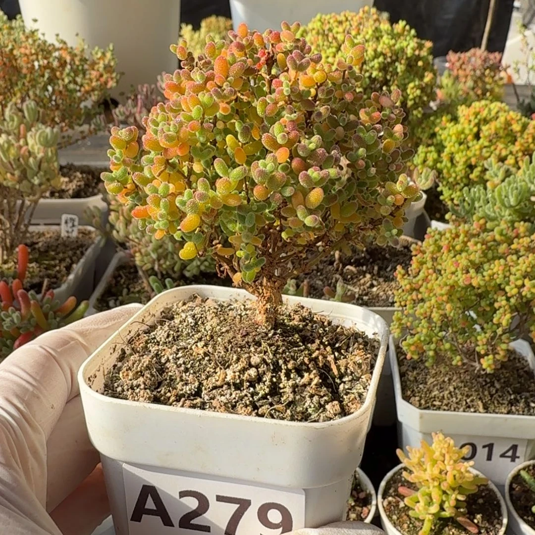A279蜜橘精控小树开播福利