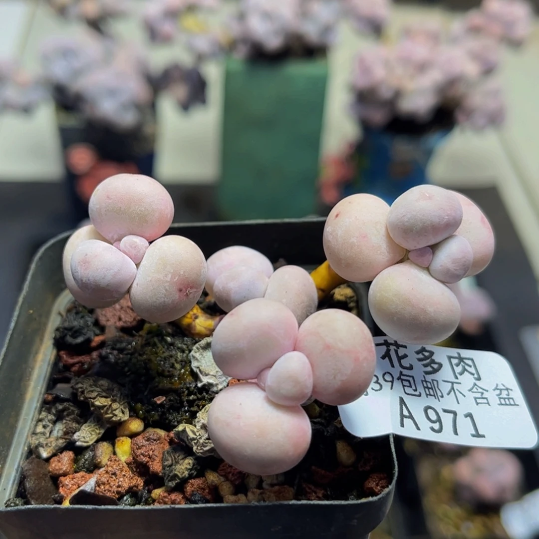 971/5cm芭比奶酪多肉