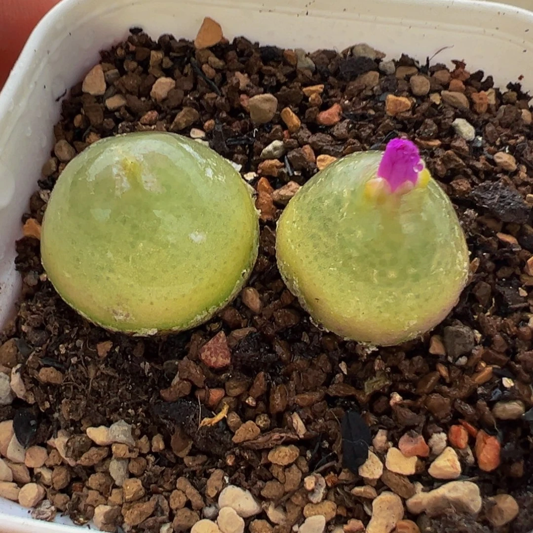母本灯泡多肉植物带盆