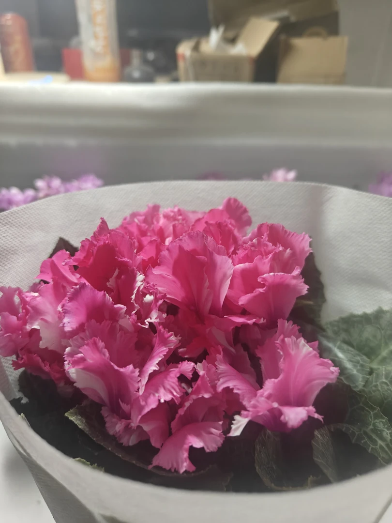 13-140双色盆一物一拍