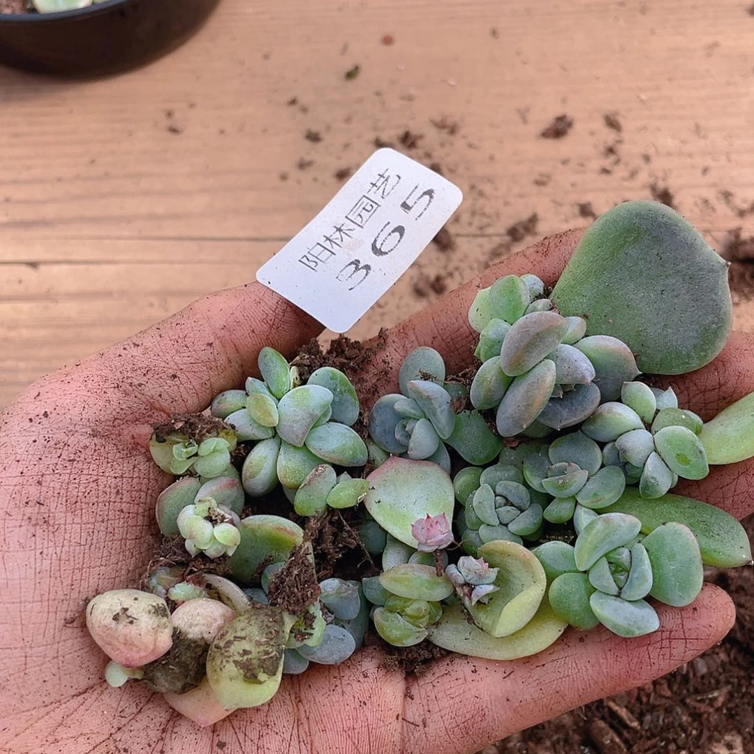 多肉植物多肉植物365