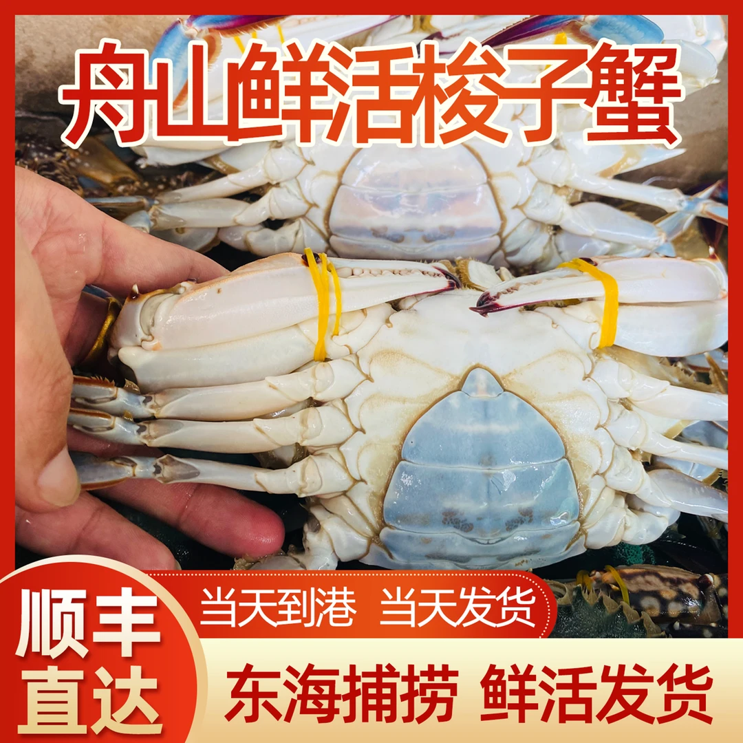 【保鲜不保活】肉母蟹3斤5-7两每只舟山流网梭子蟹肉肥鲜美码头直发