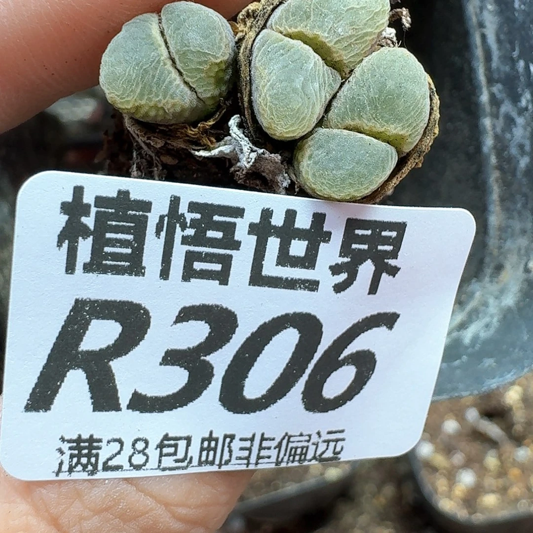 多肉植物的润泽鹅的g