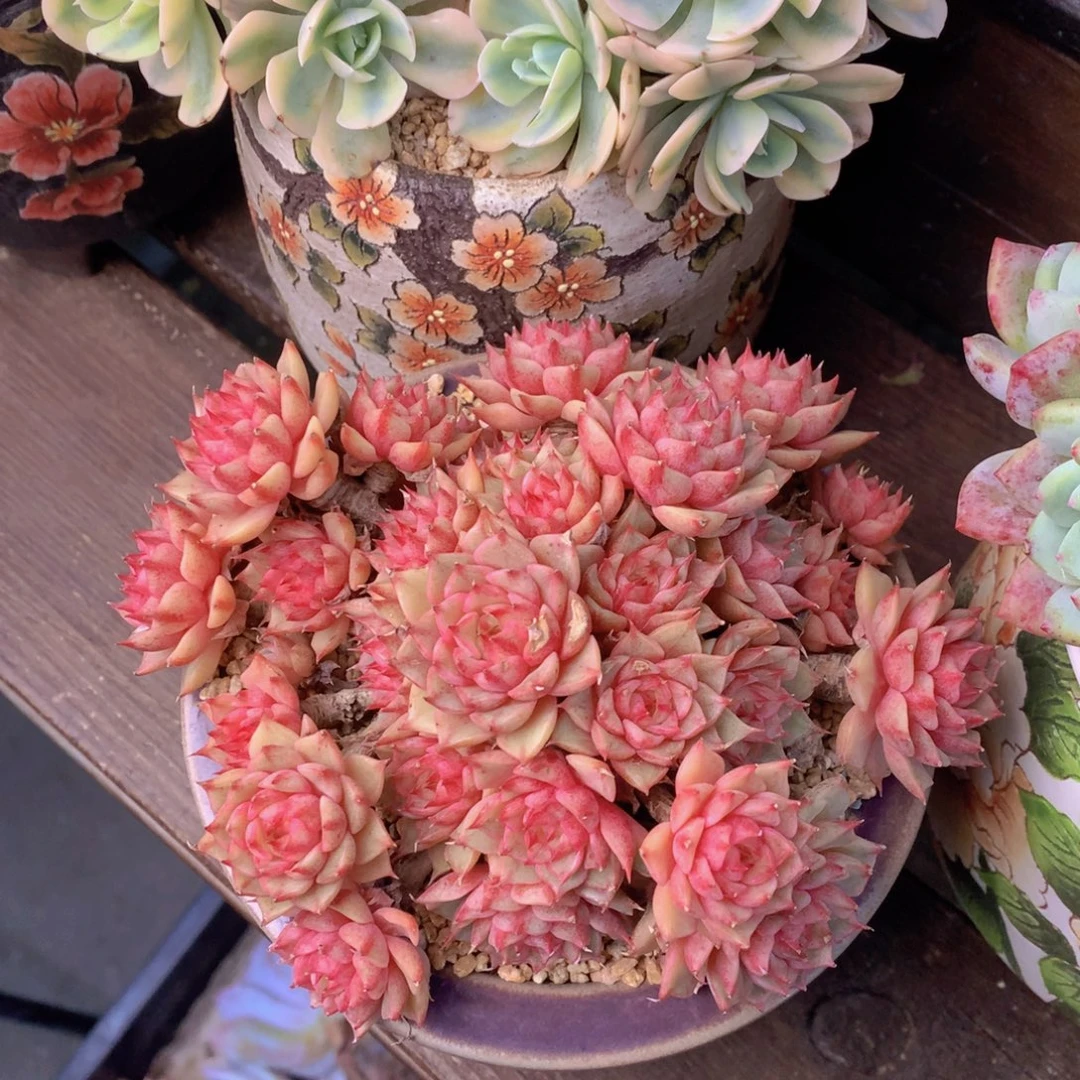 精品多肉植物花卉盆栽花卉盆栽