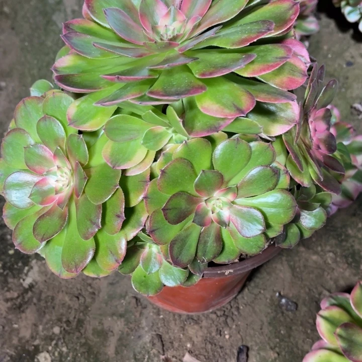 荔枝的的的多肉的人0352