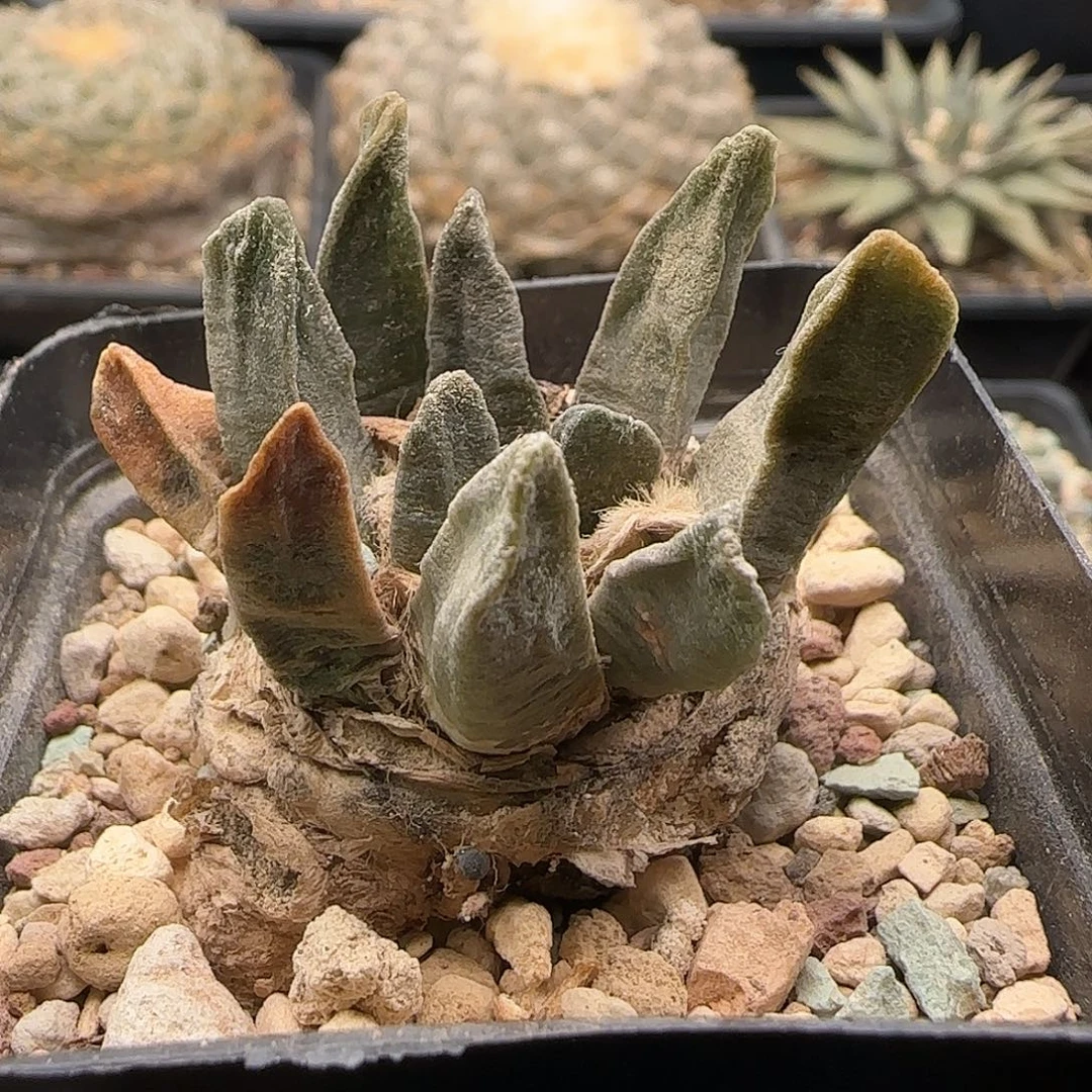 龙角仙人球 1111111111111