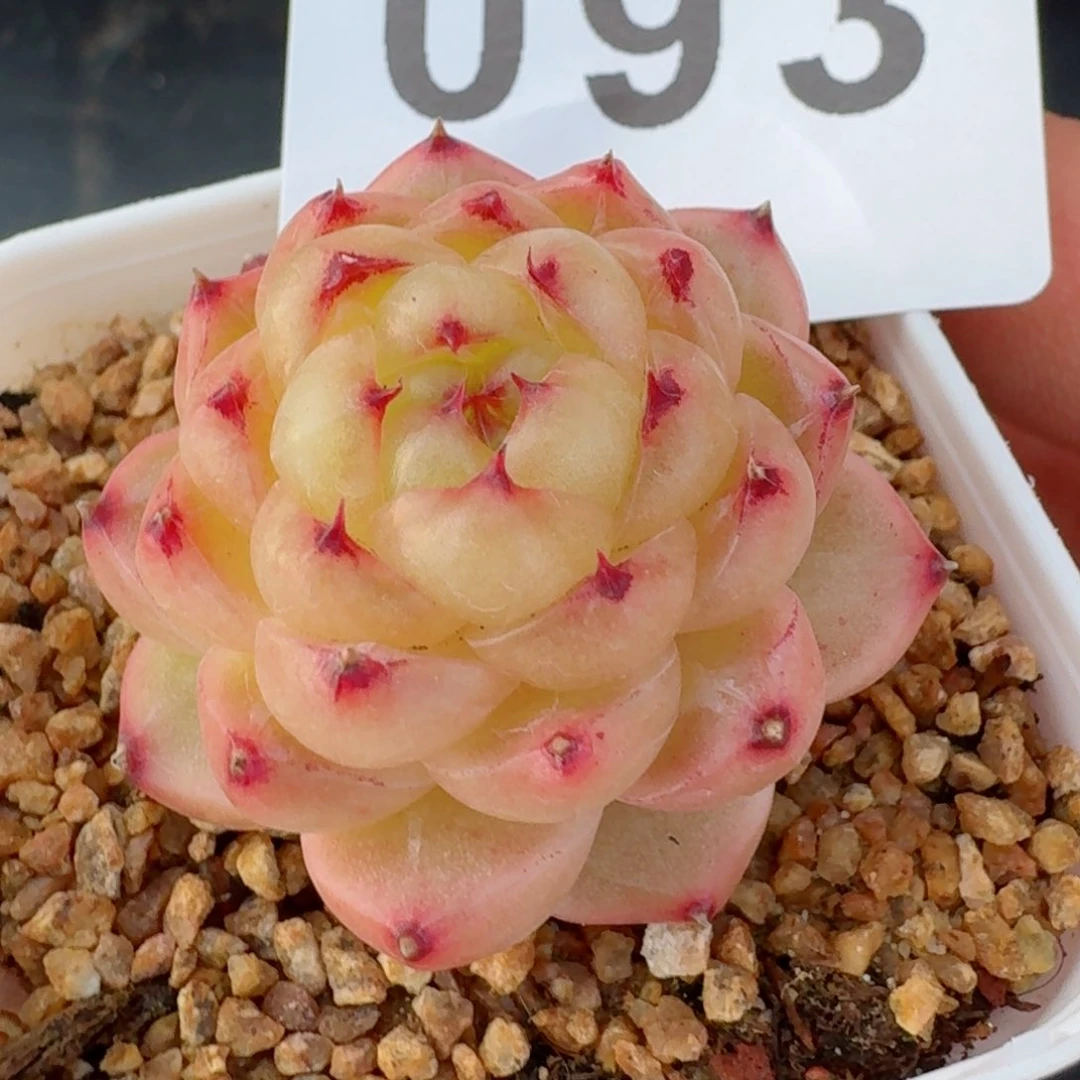 熊猫         精品多肉