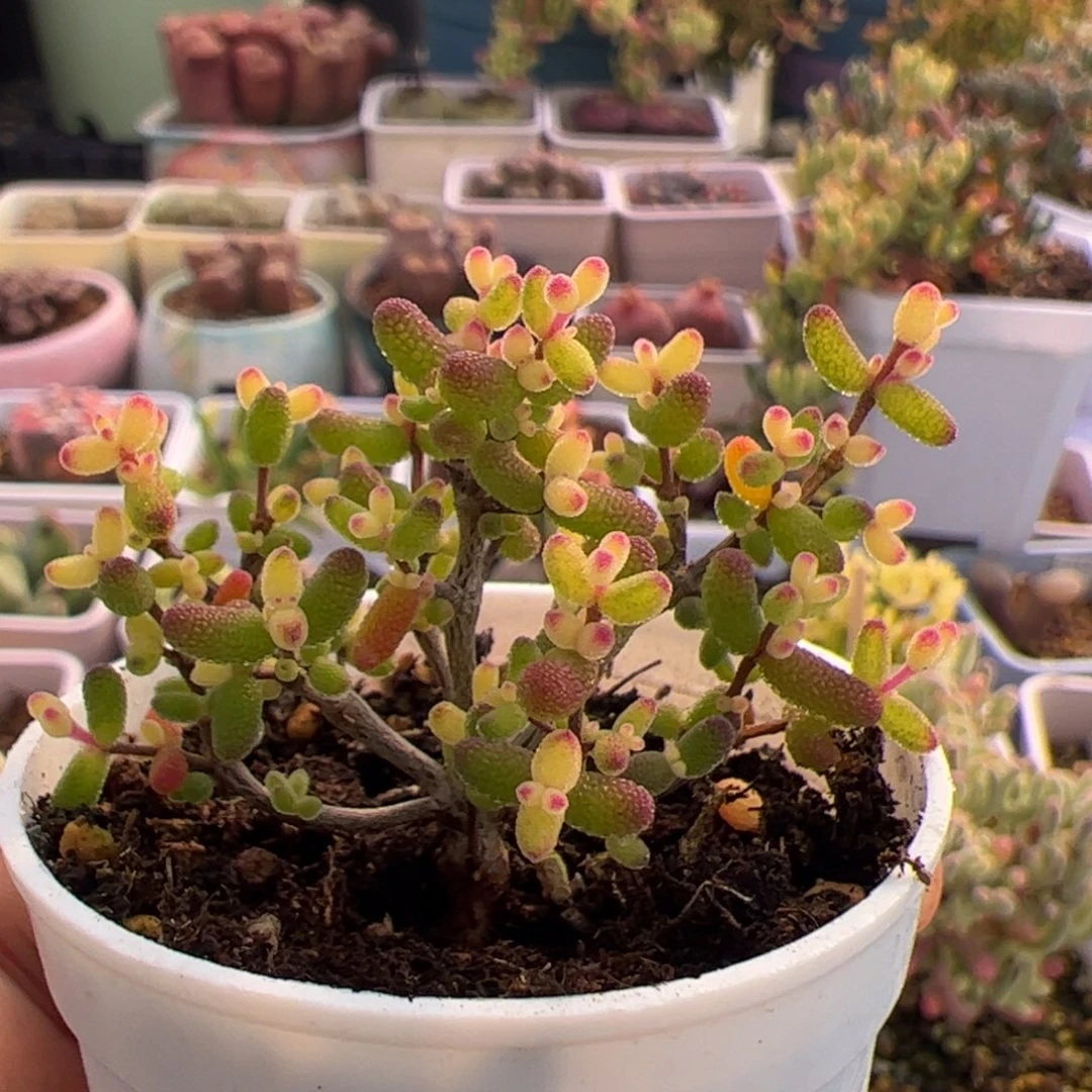 多肉植物枝干假飞机猪