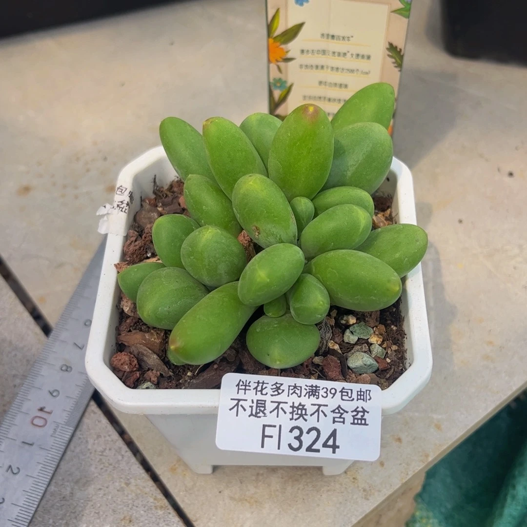 自***在324-kk奶酪多肉6cm